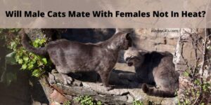 Will Male Cats Mate With Females Not In Heat?