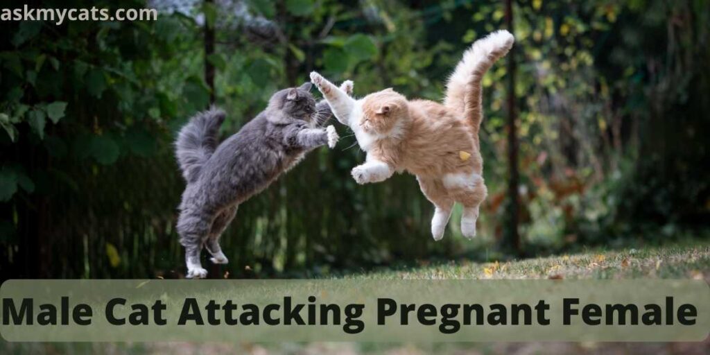 Male Cat Attacking Pregnant Female