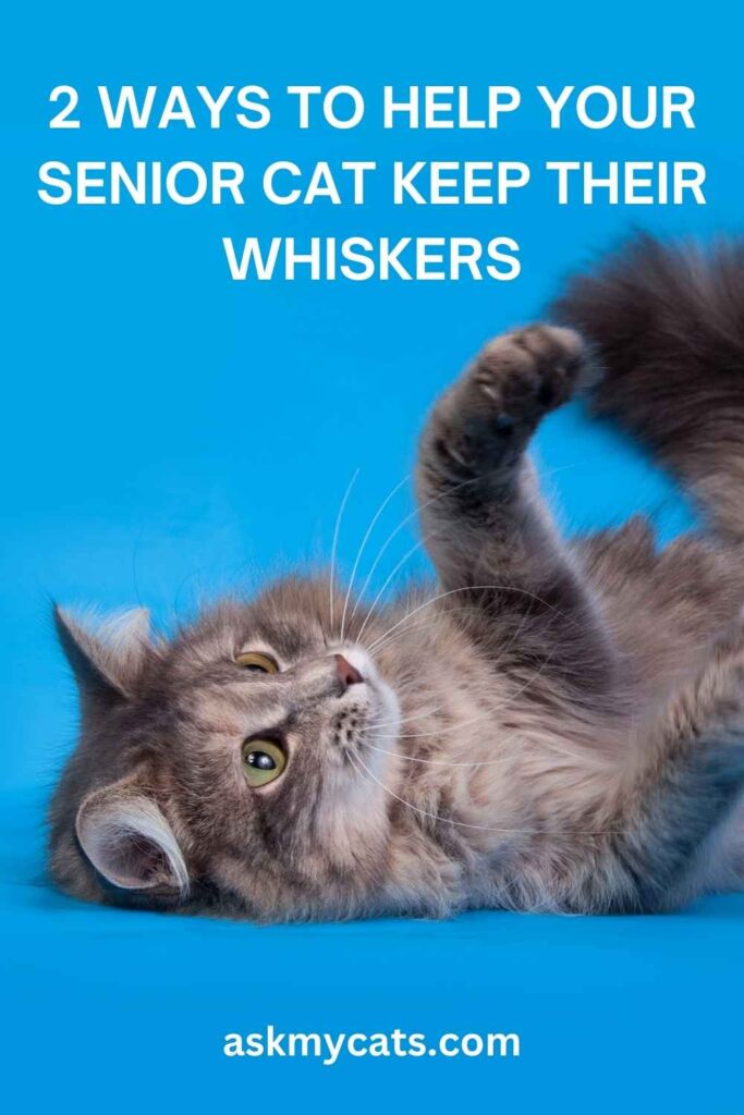 2 Ways To Help Your Senior Cat Keep Their Whiskers