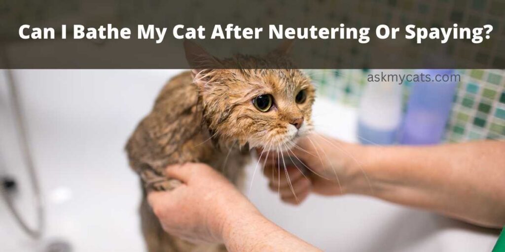 Can I Bathe My Cat After Neutering Or Spaying?
