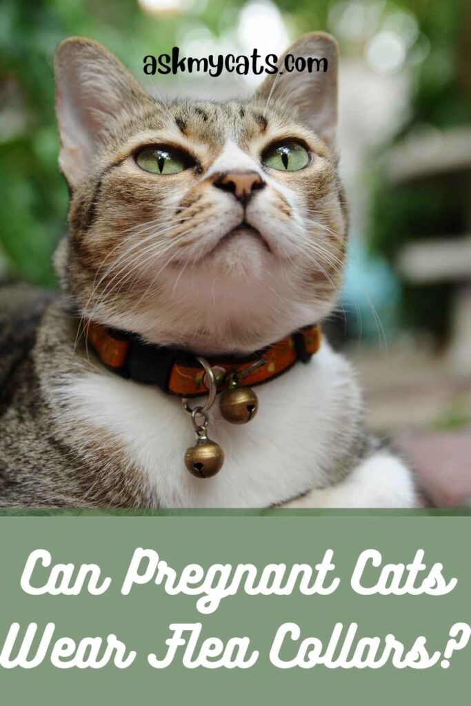 Can Pregnant Cats Wear Flea Collars? 