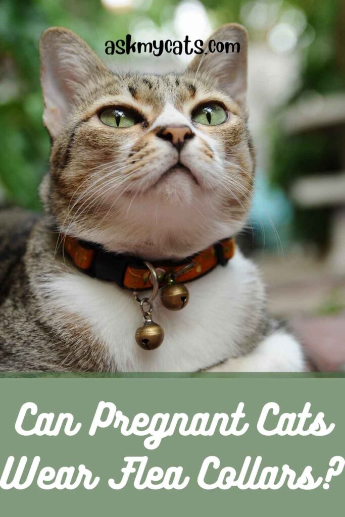 Flea treatment safe for pregnant cats sale