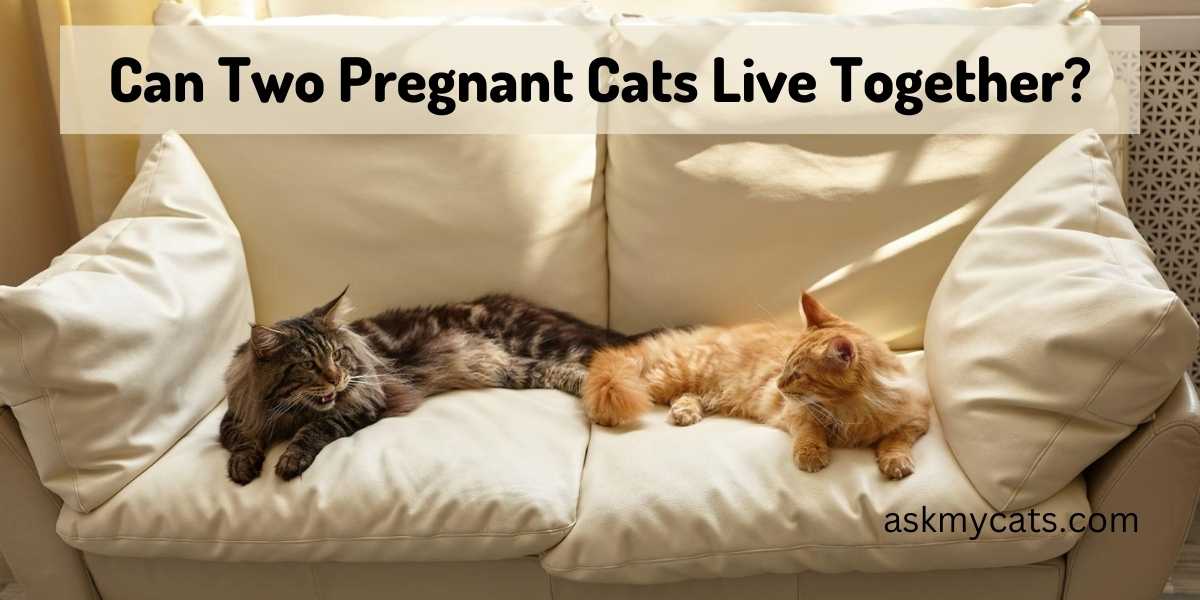 Can Two Pregnant Cats Live Together?