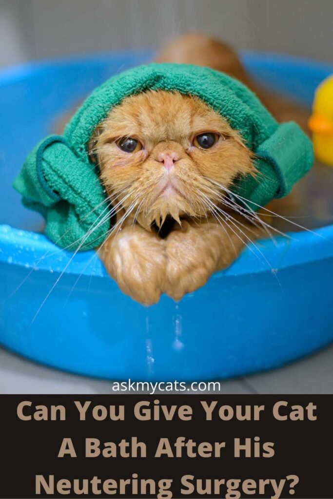Can You Give Your Cat A Bath After His Neutering Surgery?
