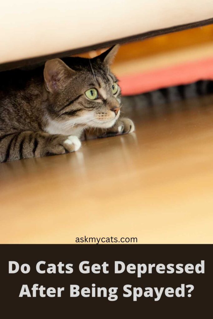 Do Cats Get Depressed After Being Spayed?