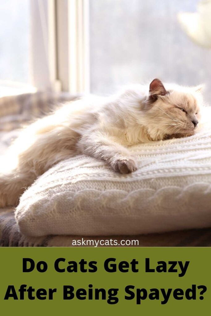 Do Cats Get Lazy After Being Spayed?