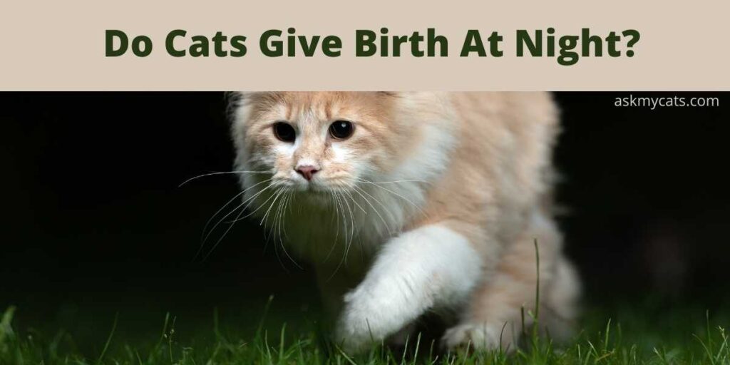 Do Cats Give Birth At Night?