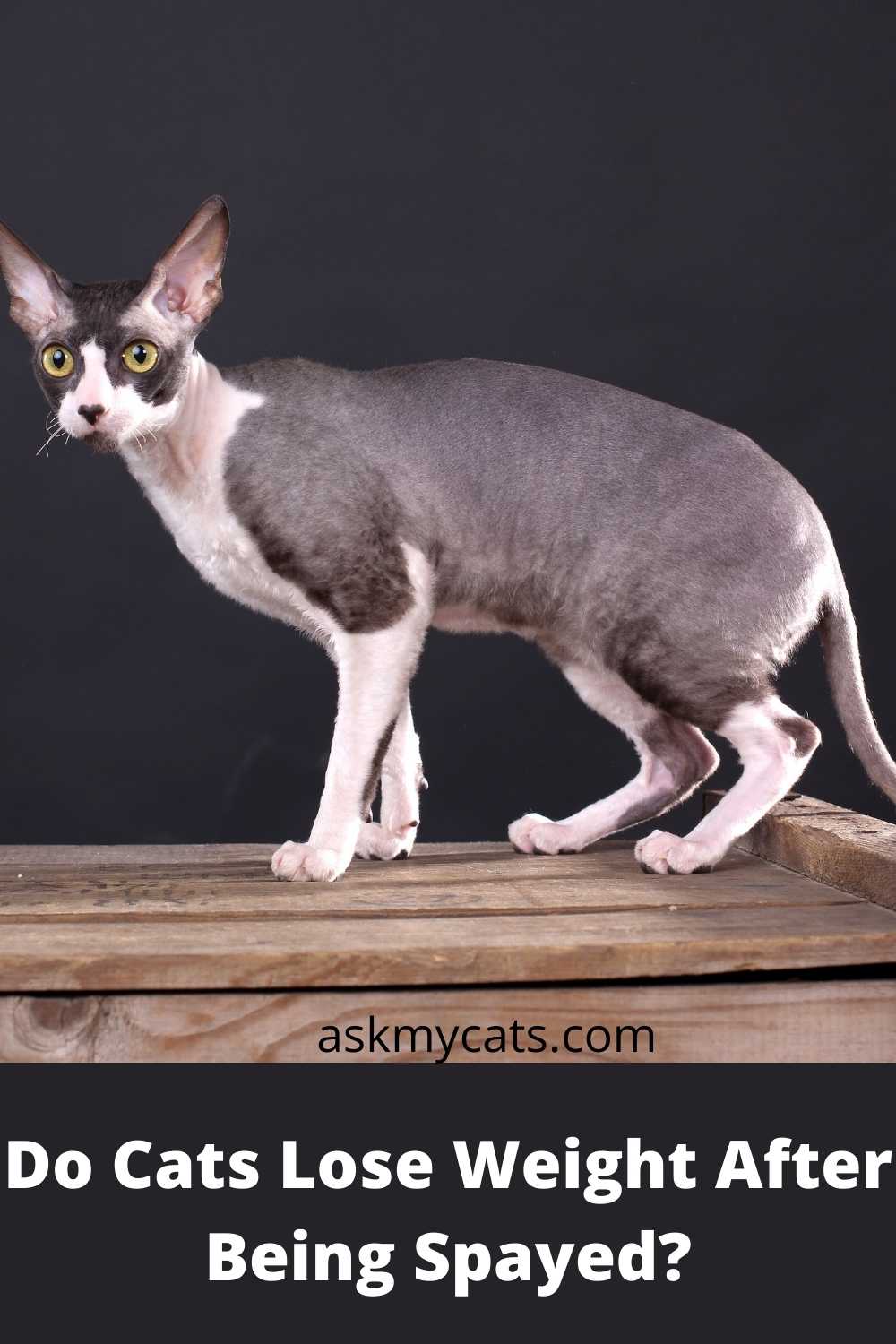 Why Are My Cat's Sides Sunken After She Has Been Spayed?