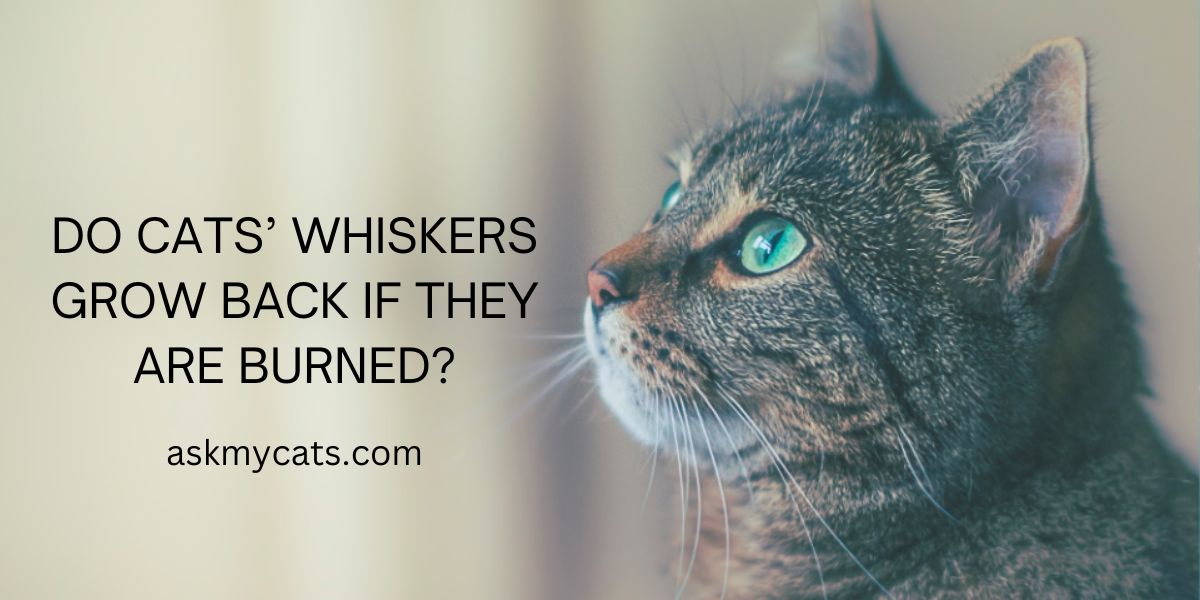 Do Cats’ Whiskers Grow Back If They Are Burned?