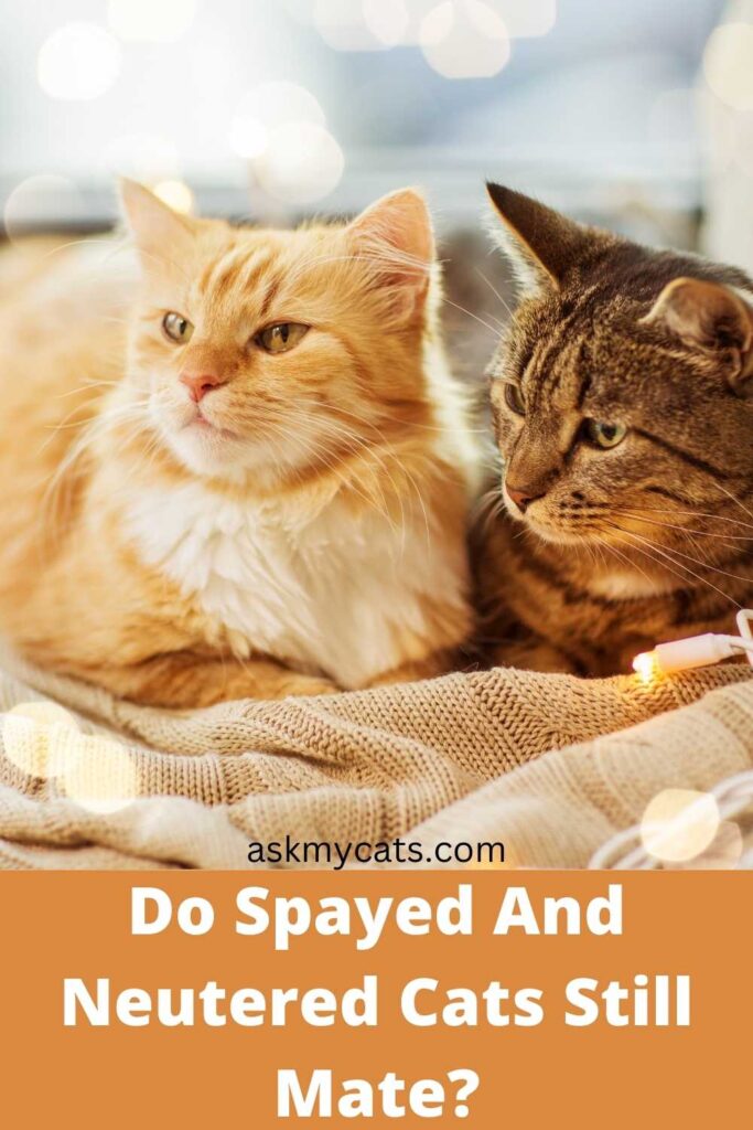 Do Spayed And Neutered Cats Still Mate?