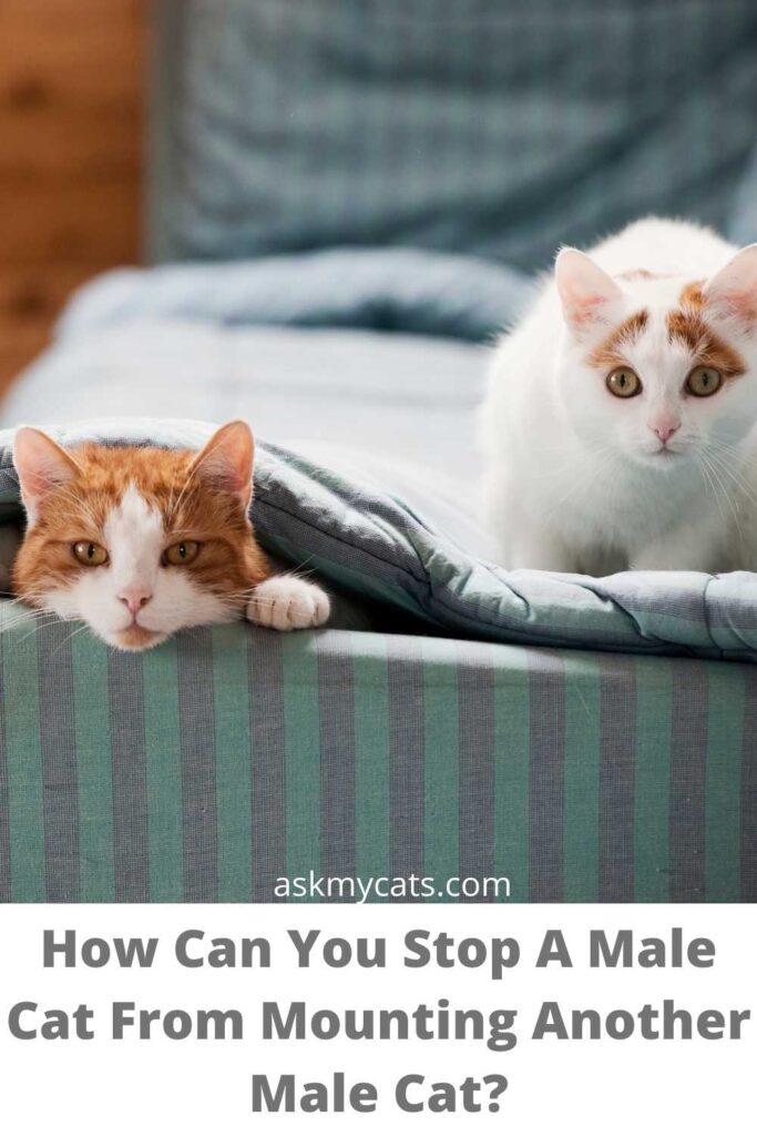 How Can You Stop A Male Cat From Mounting Another Male Cat?