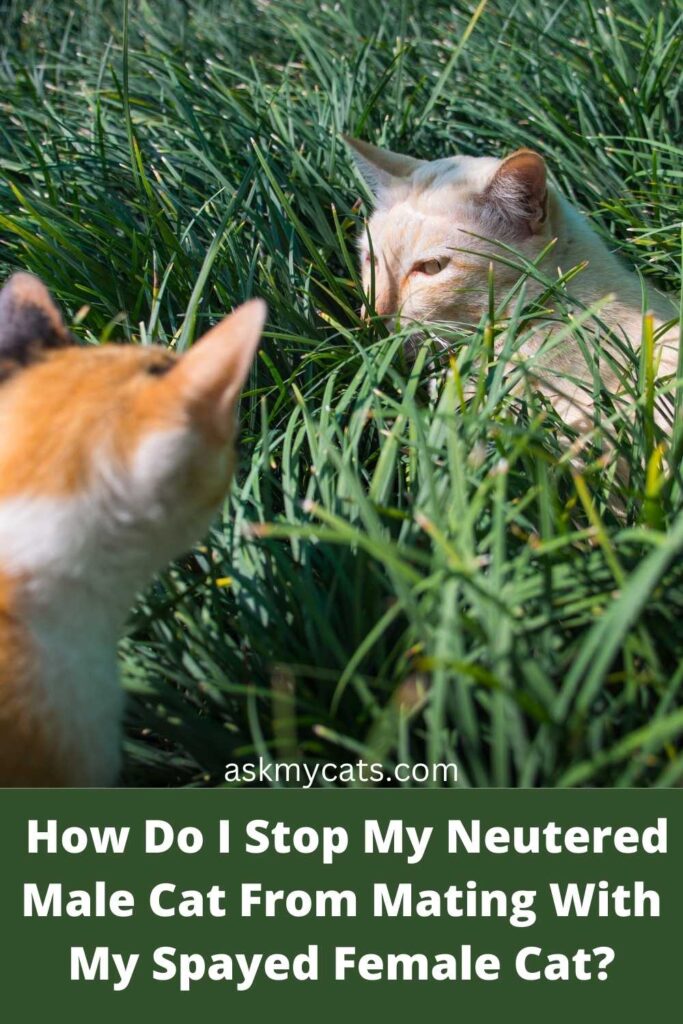 How Do I Stop My Neutered Male Cat From Mating With My Spayed Female Cat?