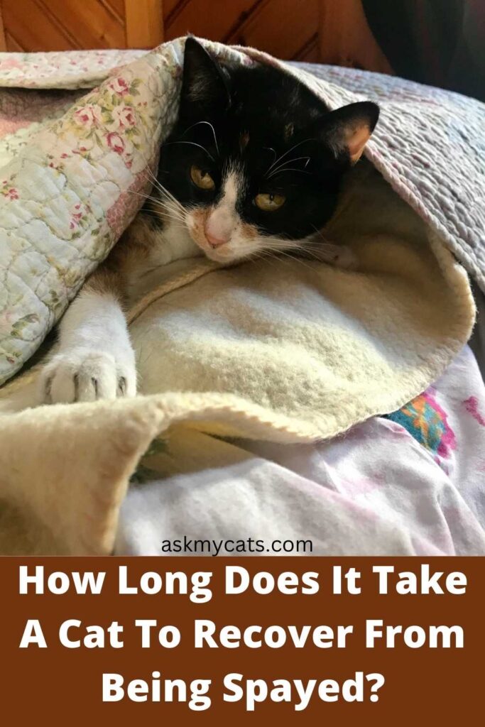 How Long Does It Take A Cat To Recover From Being Spayed?