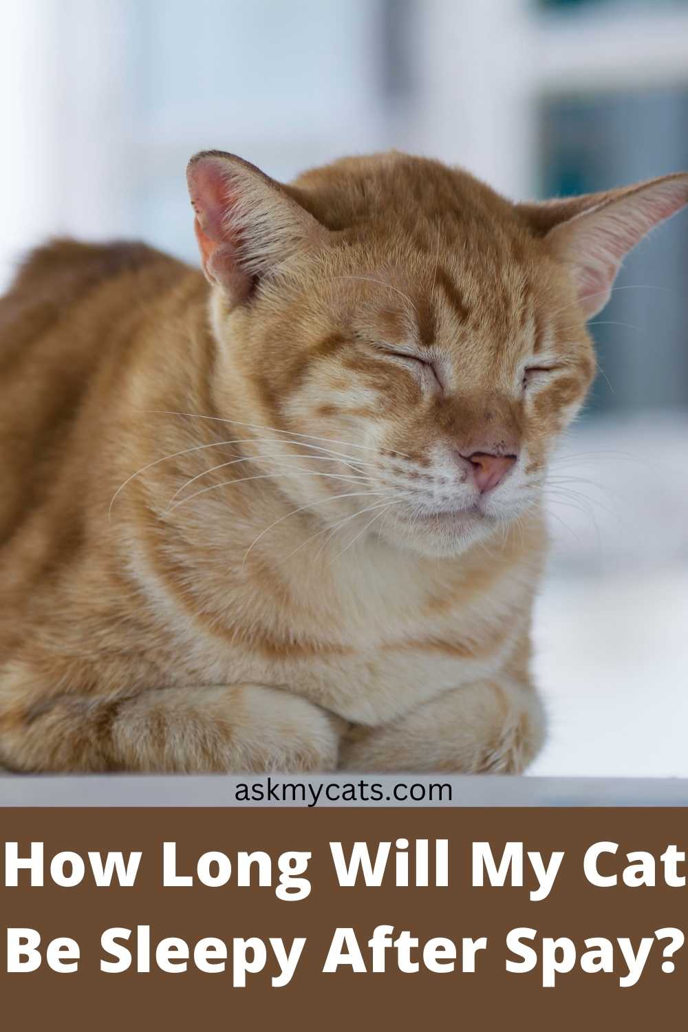 Why Is My Cat Sleeping A Lot After Being Spayed 