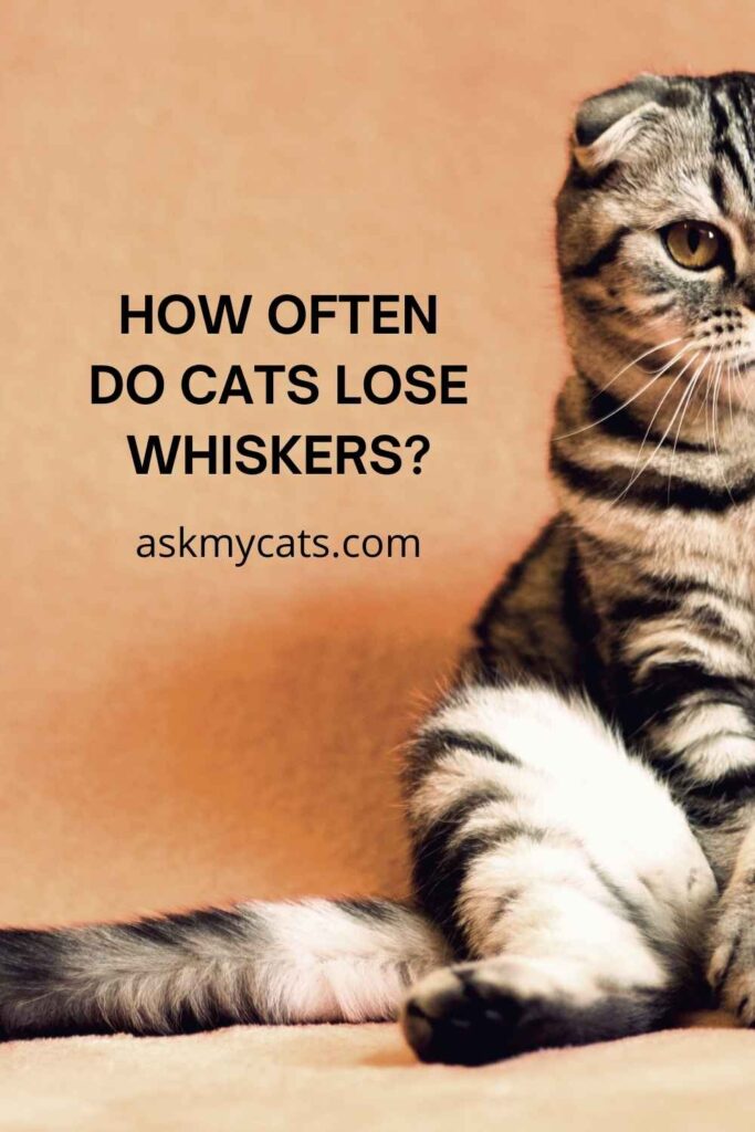 How Often Do Cats Lose Whiskers