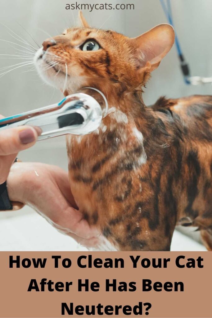 How To Clean Your Cat After He Has Been Neutered?