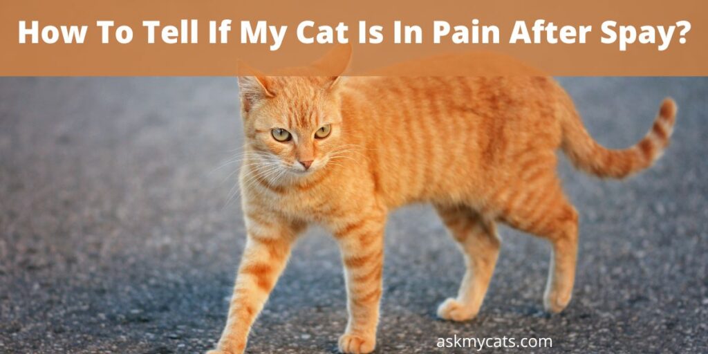 How To Tell If My Cat Is In Pain After Spay?