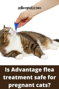 Picture of What Flea Treatment Is Safe For Pregnant Cats?