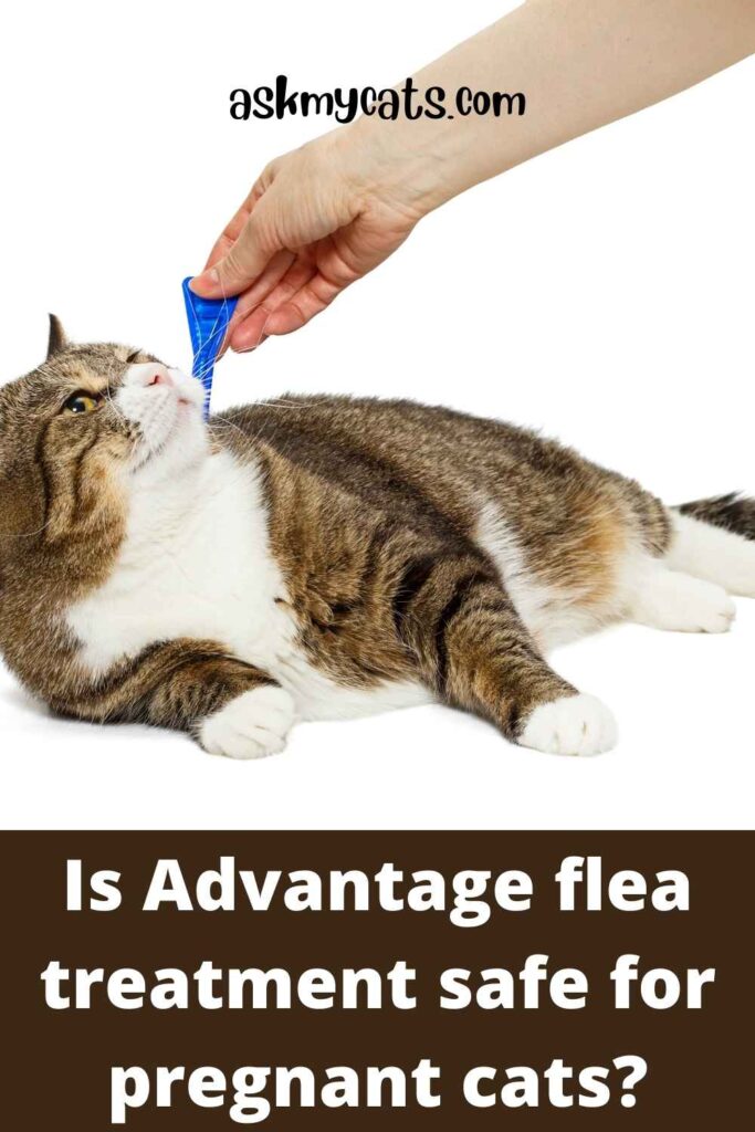 Is Advantage flea treatment safe for pregnant cats?