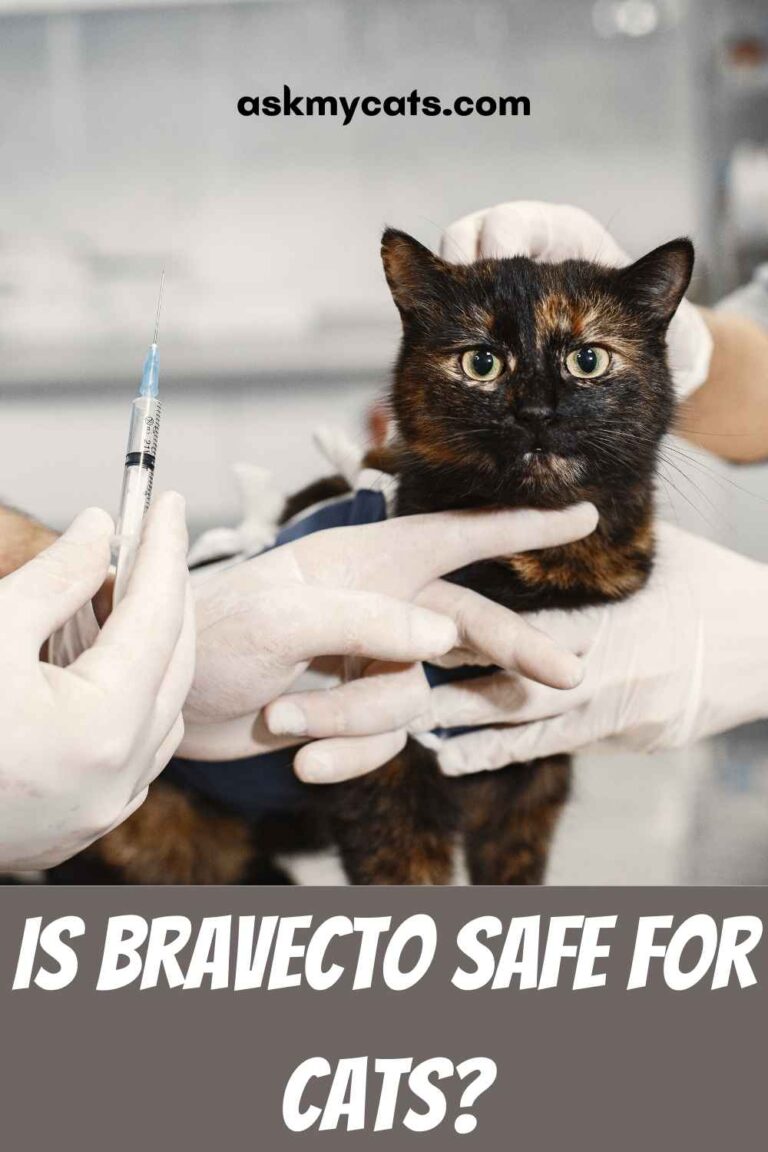 What Flea Treatment Is Safe For Pregnant Cats?