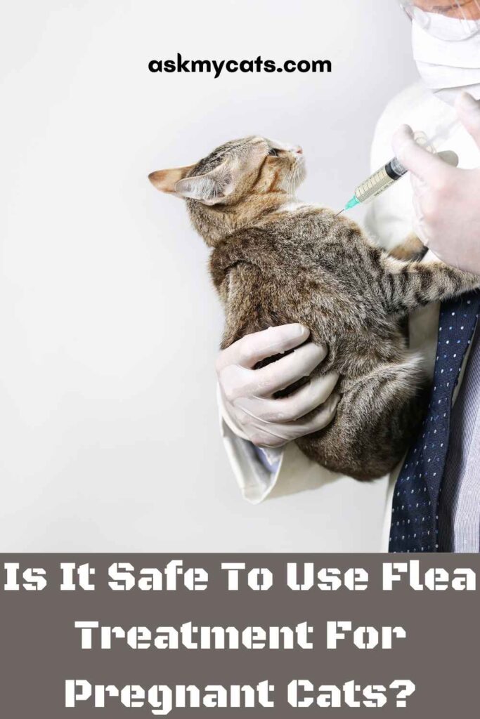 Is It Safe To Use Flea Treatment For Pregnant Cats?