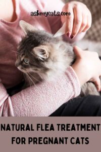 Image showcasing What Flea Treatment Is Safe For Pregnant Cats?