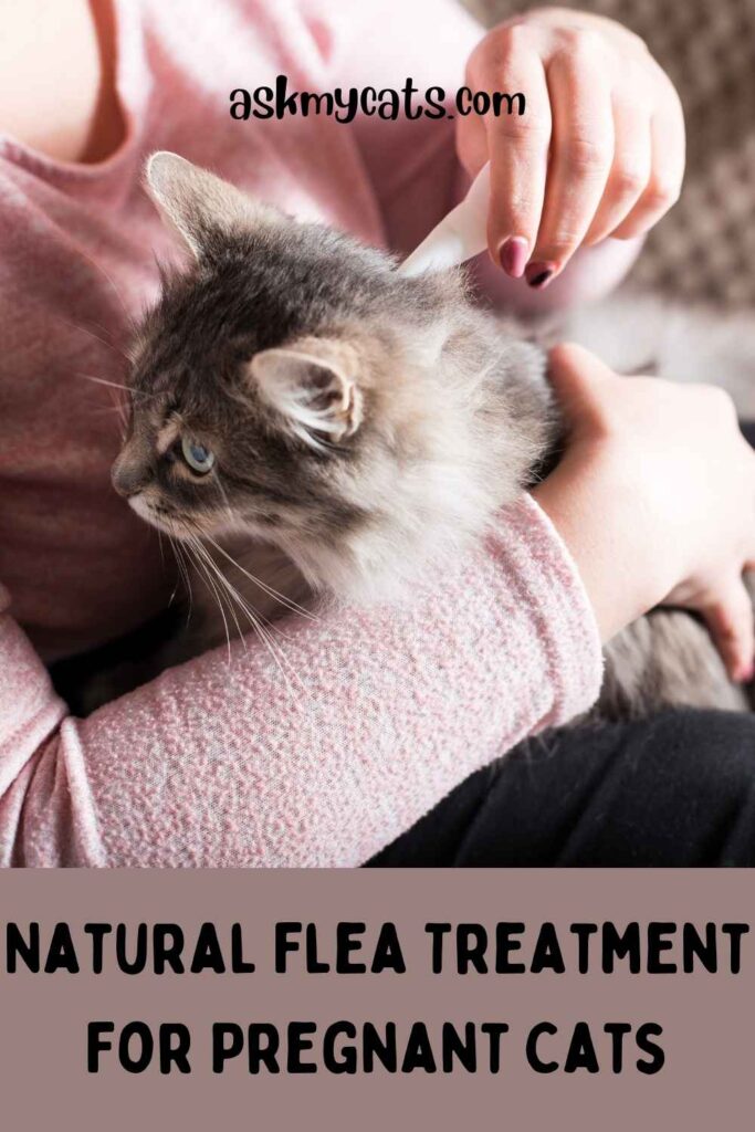 Natural Flea Treatment For Pregnant Cats