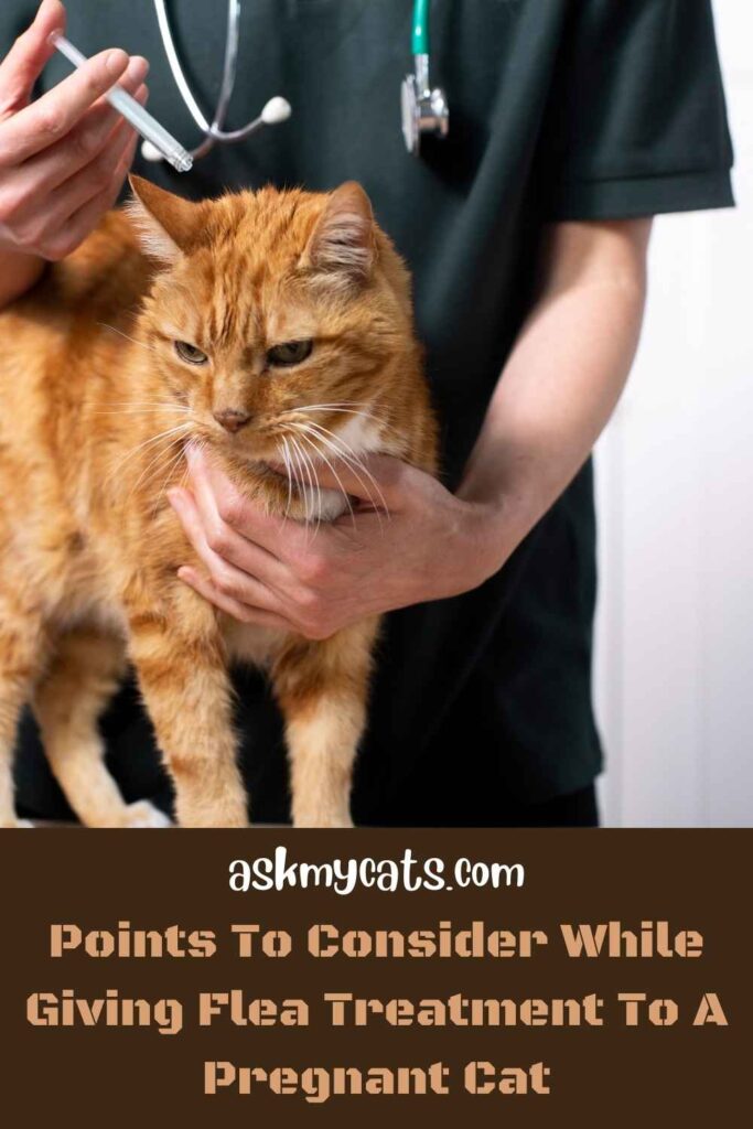 Points To Consider While Giving Flea Treatment To A Pregnant Cat