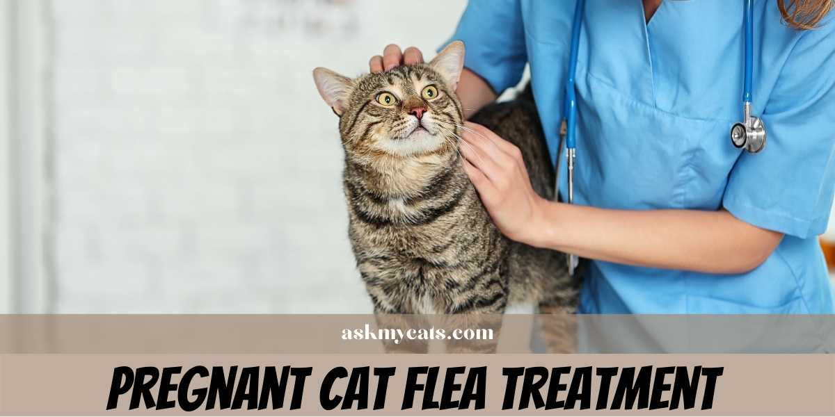 Pregnant Cat Flea Treatment: Is It Safe? 
