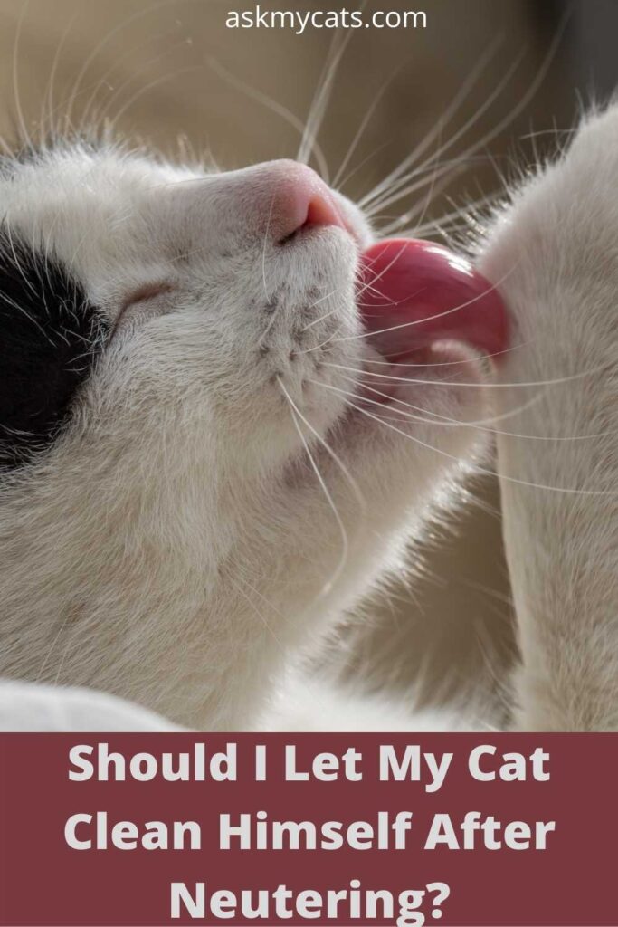 Should I Let My Cat Clean Himself After Neutering?