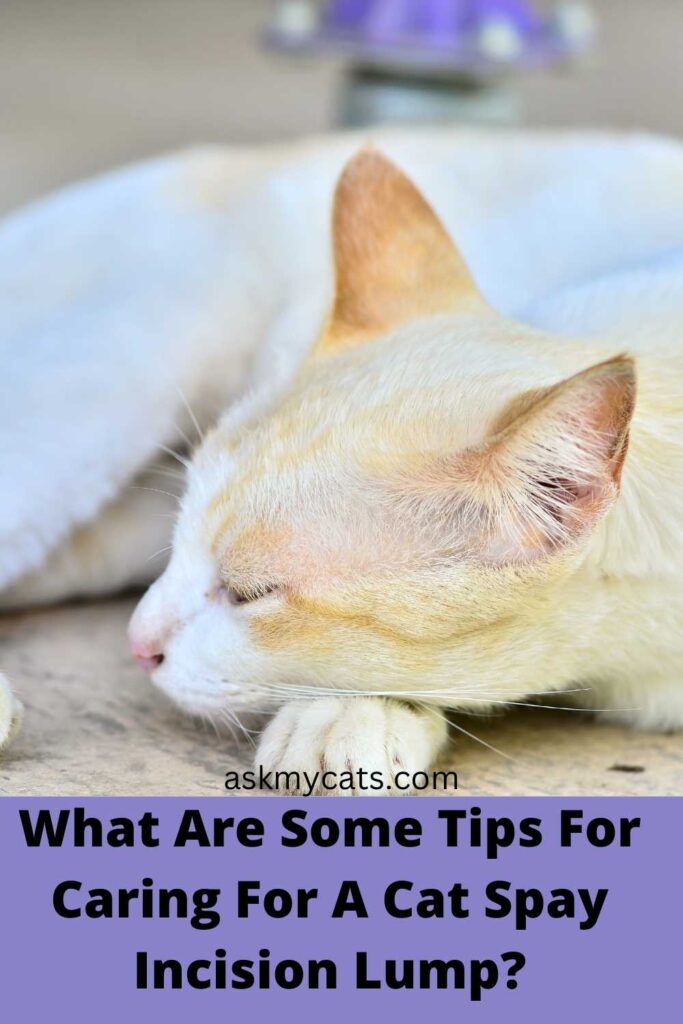 What Are Some Tips For Caring For A Cat Spay Incision Lump?