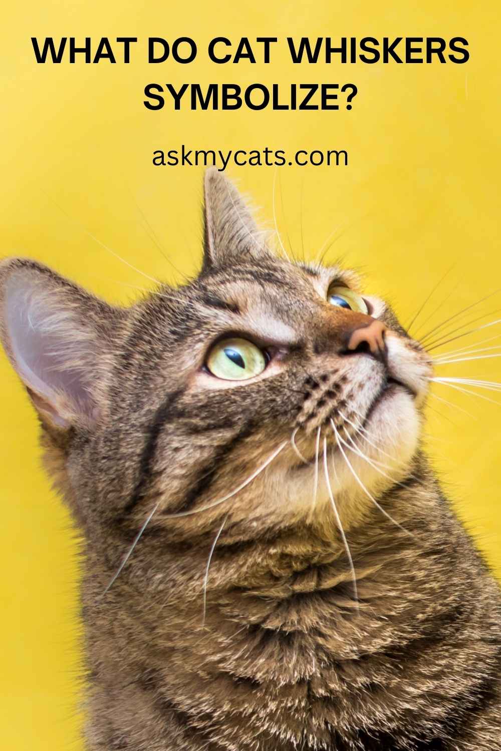 What To Do With Cat Whiskers Are Cat Whiskers Good Luck 