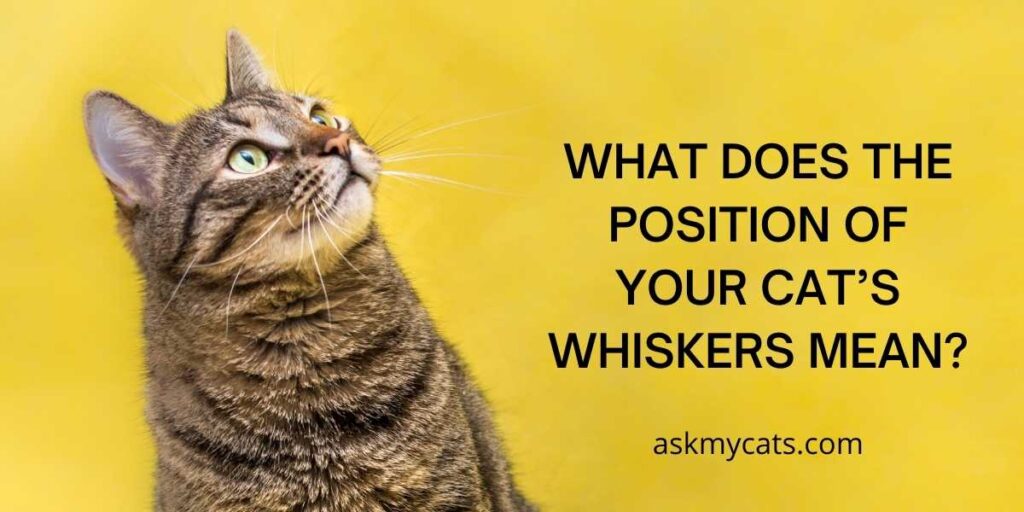 What Does The Position Of Your Cat’s Whiskers Mean
