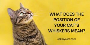 What Does The Position Of Your Cat’s Whiskers Mean?