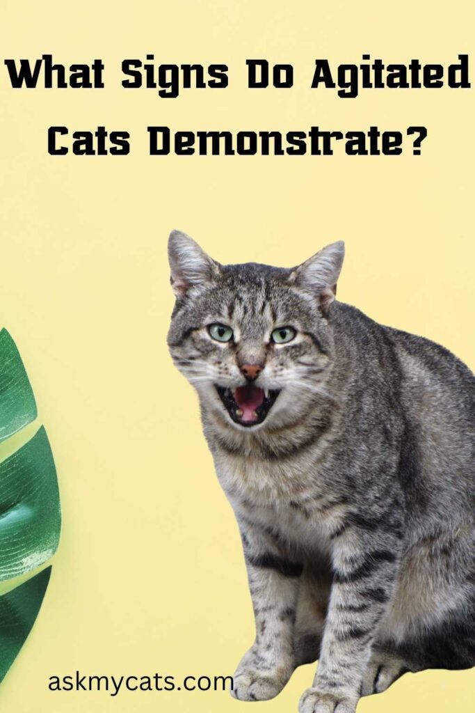 What Signs Do Agitated Cats Demonstrate?