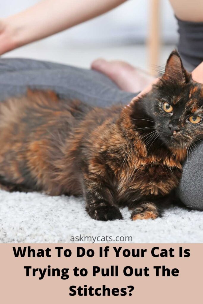 What To Do If Your Cat Is Trying to Pull Out The Stitches?