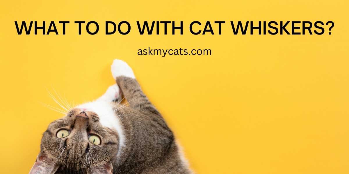 What To Do With Cat Whiskers?