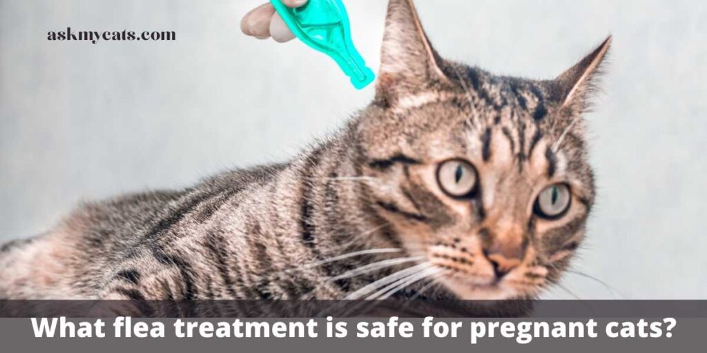What flea treatment is safe for pregnant cats?