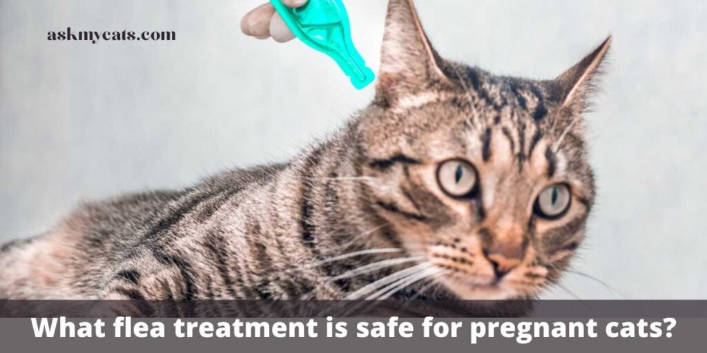 what-flea-treatment-is-safe-for-pregnant-cats