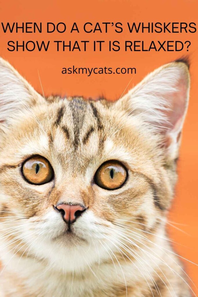 What Does The Position Of Your Cat’s Whiskers Mean?