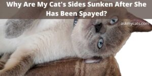 Why Are My Cat’s Sides Sunken After She Has Been Spayed?