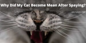 Why Did My Cat Become Mean After Spaying?