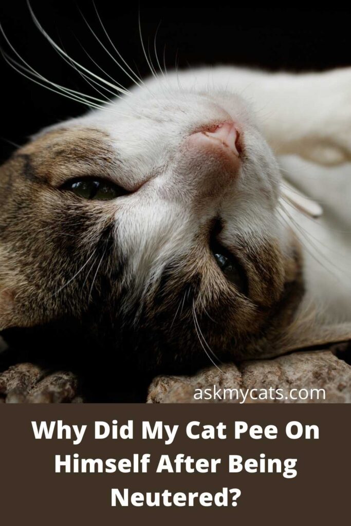 Why Did My Cat Pee On Himself After Being Neutered?