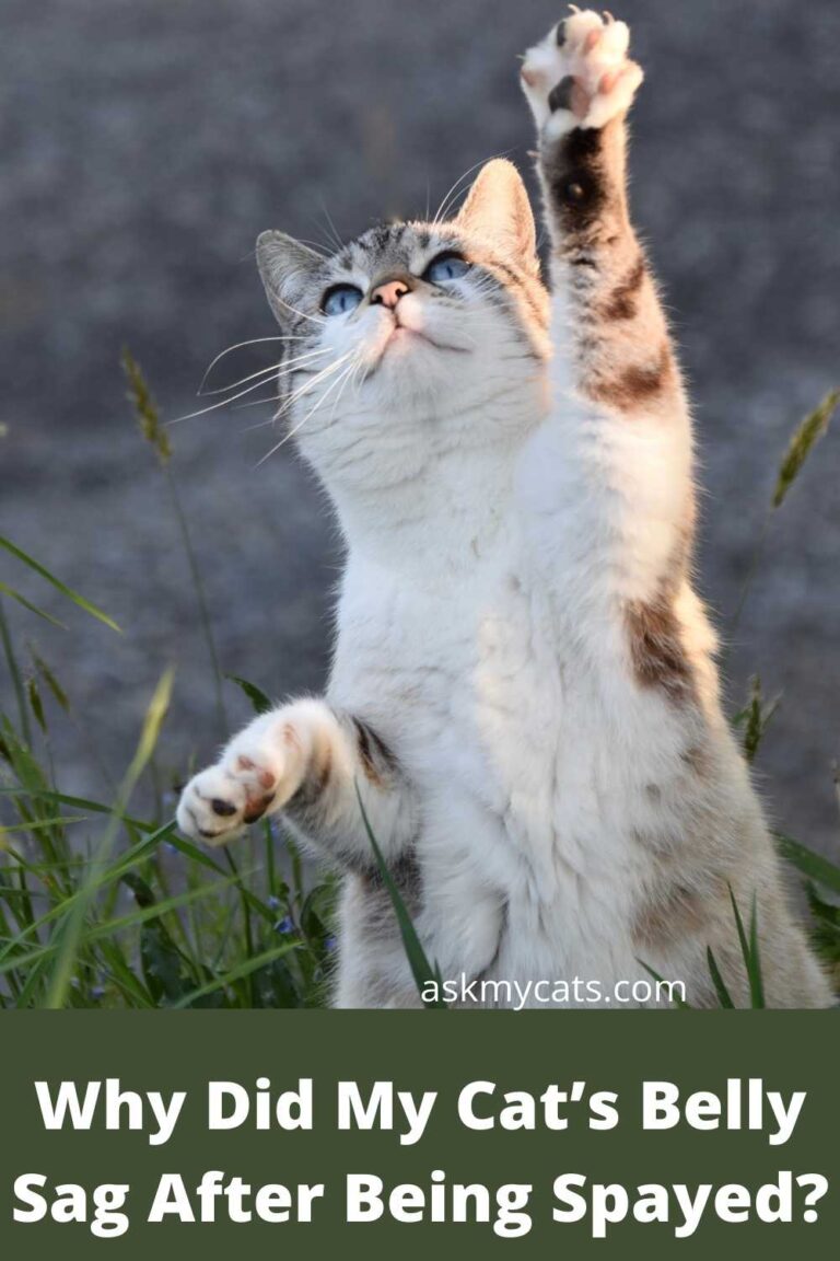 why-does-my-cat-have-dandruff-happy-cat-love