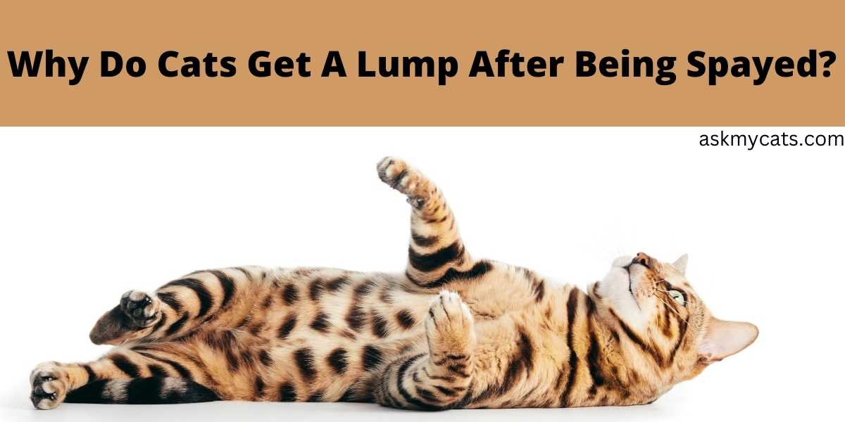 Why Do Cats Get A Lump After Being Spayed?