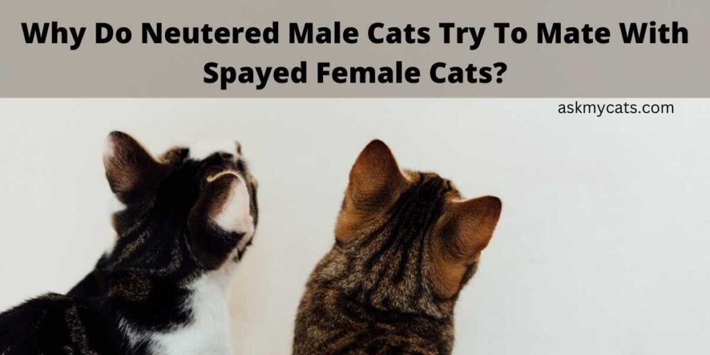 Why Do Neutered Male Cats Try To Mate With Spayed Female Cats?