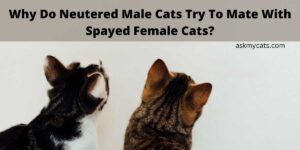 Why Do Neutered Male Cats Try To Mate With Spayed Female Cats?