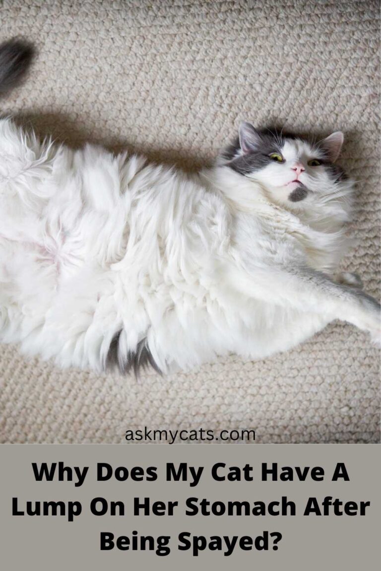 why-do-cats-get-a-lump-after-being-spayed