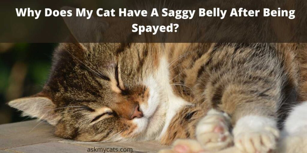 Why Does My Cat Have A Saggy Belly After Being Spayed?