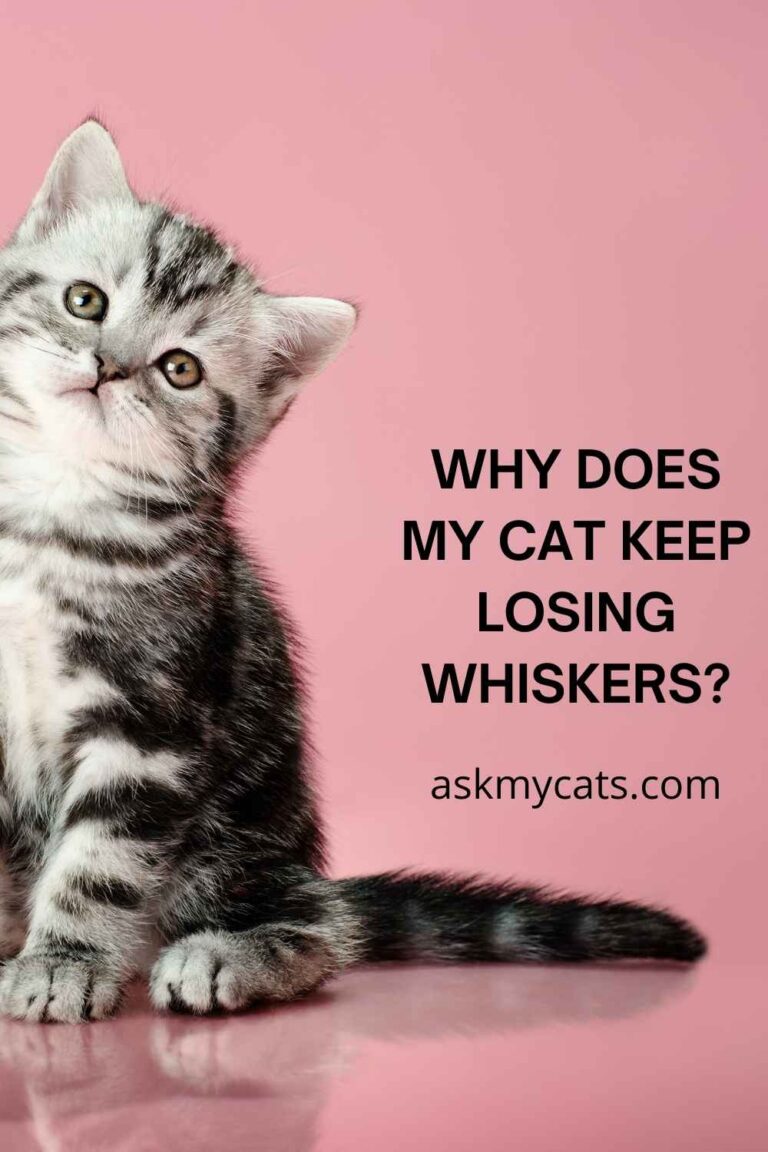 Why Is My Cat Losing Its Whiskers?